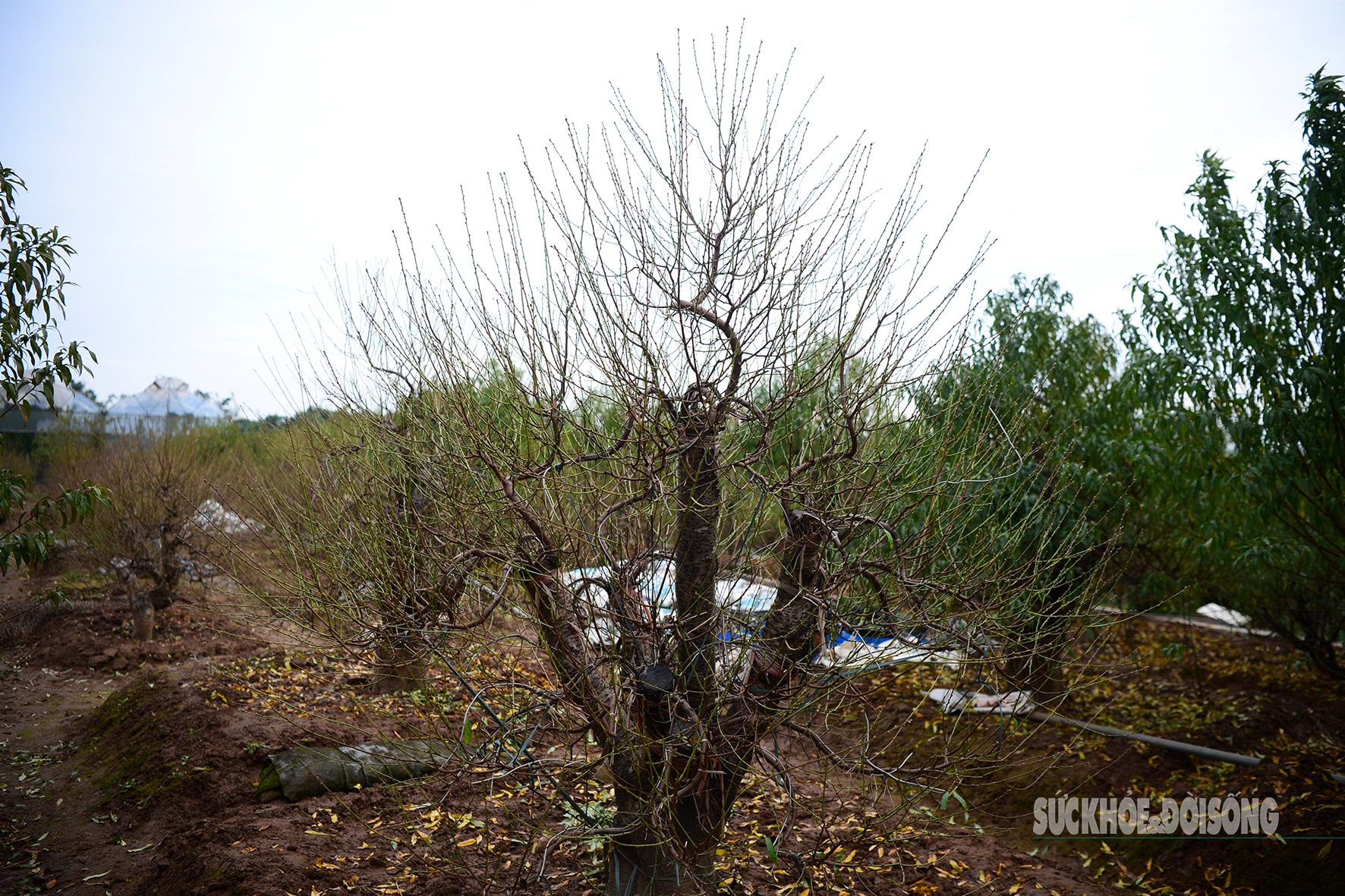 Người Nhật Tân tất bật tuốt lá đào, vào chậu đón Tết- Ảnh 11.