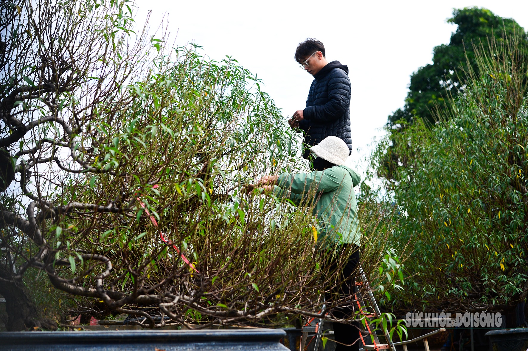 Người Nhật Tân tất bật tuốt lá đào, vào chậu đón Tết- Ảnh 6.
