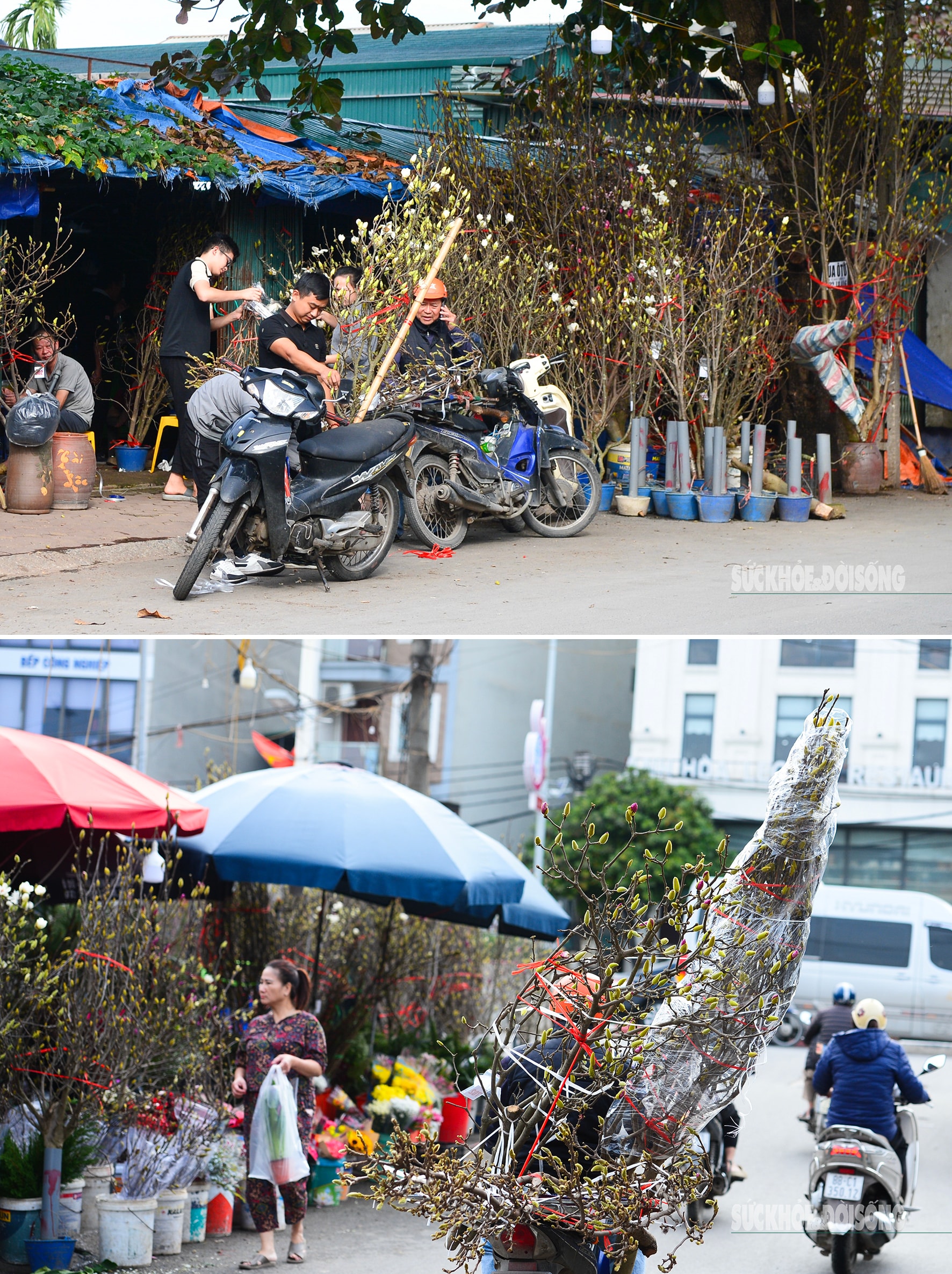 Còn hơn 2 tháng nữa mới Tết,  hoa mộc lan nhập khẩu 'đổ bộ' chợ hoa Quảng An, người Hà Nội  thích thú săn đón- Ảnh 1.