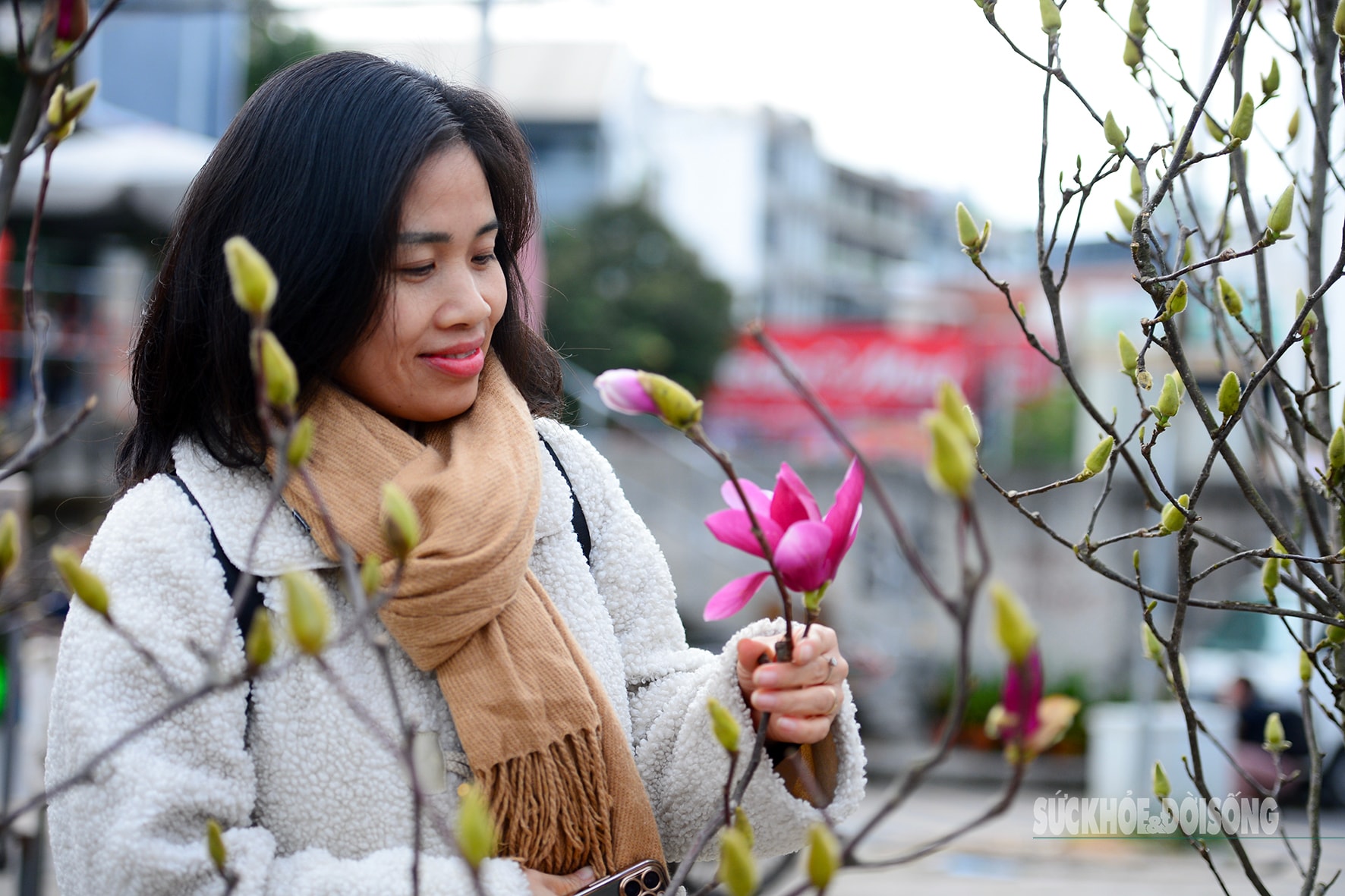 Còn hơn 2 tháng nữa mới Tết,  hoa mộc lan nhập khẩu 'đổ bộ' chợ hoa Quảng An, người Hà Nội  thích thú săn đón- Ảnh 5.
