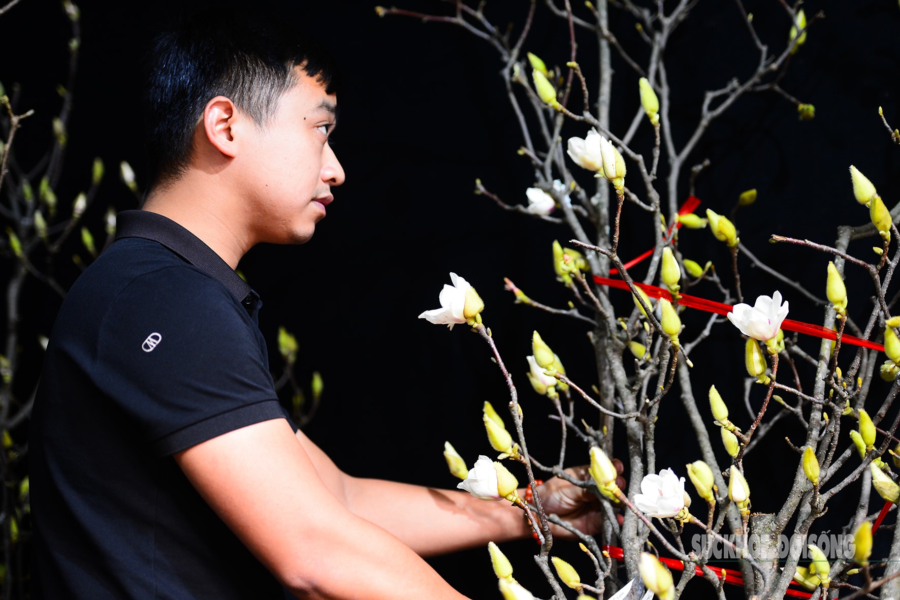 Còn hơn 2 tháng nữa mới Tết,  hoa mộc lan nhập khẩu 'đổ bộ' chợ hoa Quảng An, người Hà Nội  thích thú săn đón- Ảnh 10.