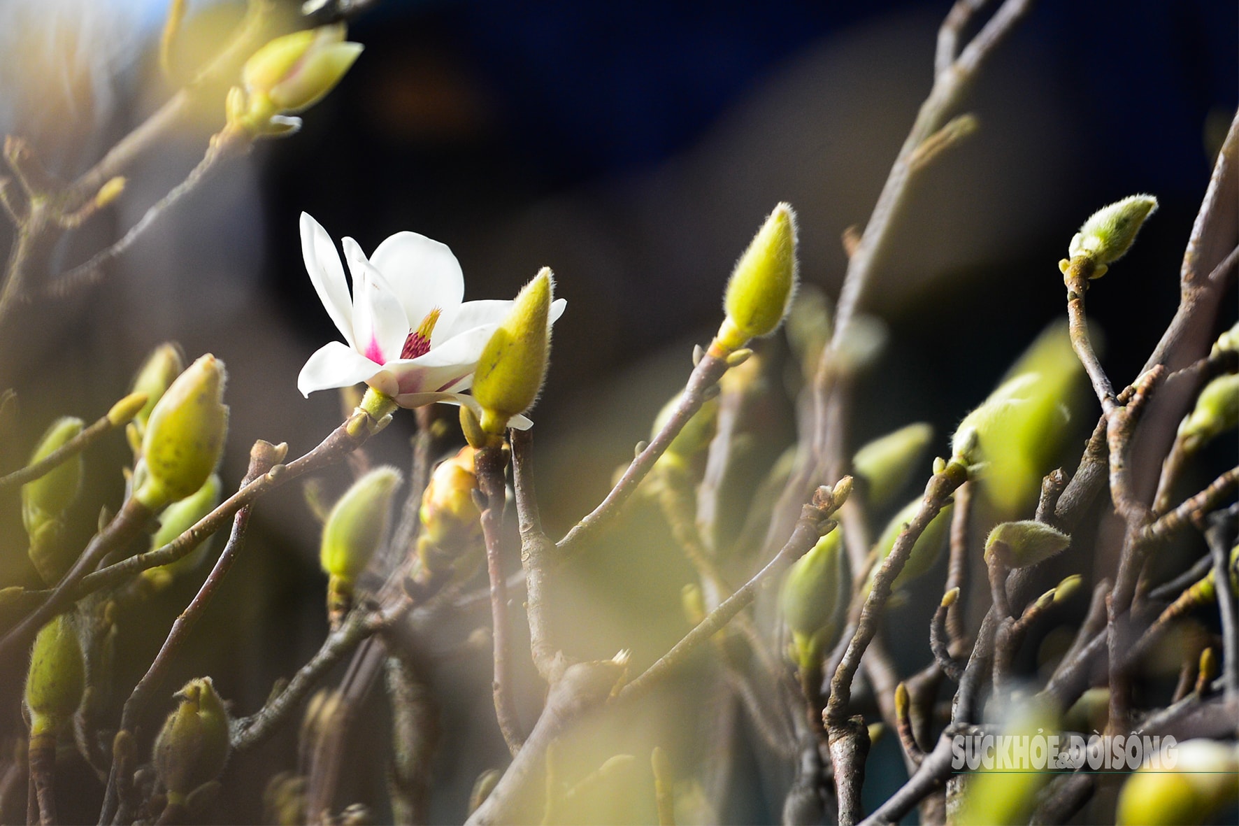 Còn hơn 2 tháng nữa mới Tết,  hoa mộc lan nhập khẩu 'đổ bộ' chợ hoa Quảng An, người Hà Nội  thích thú săn đón- Ảnh 3.