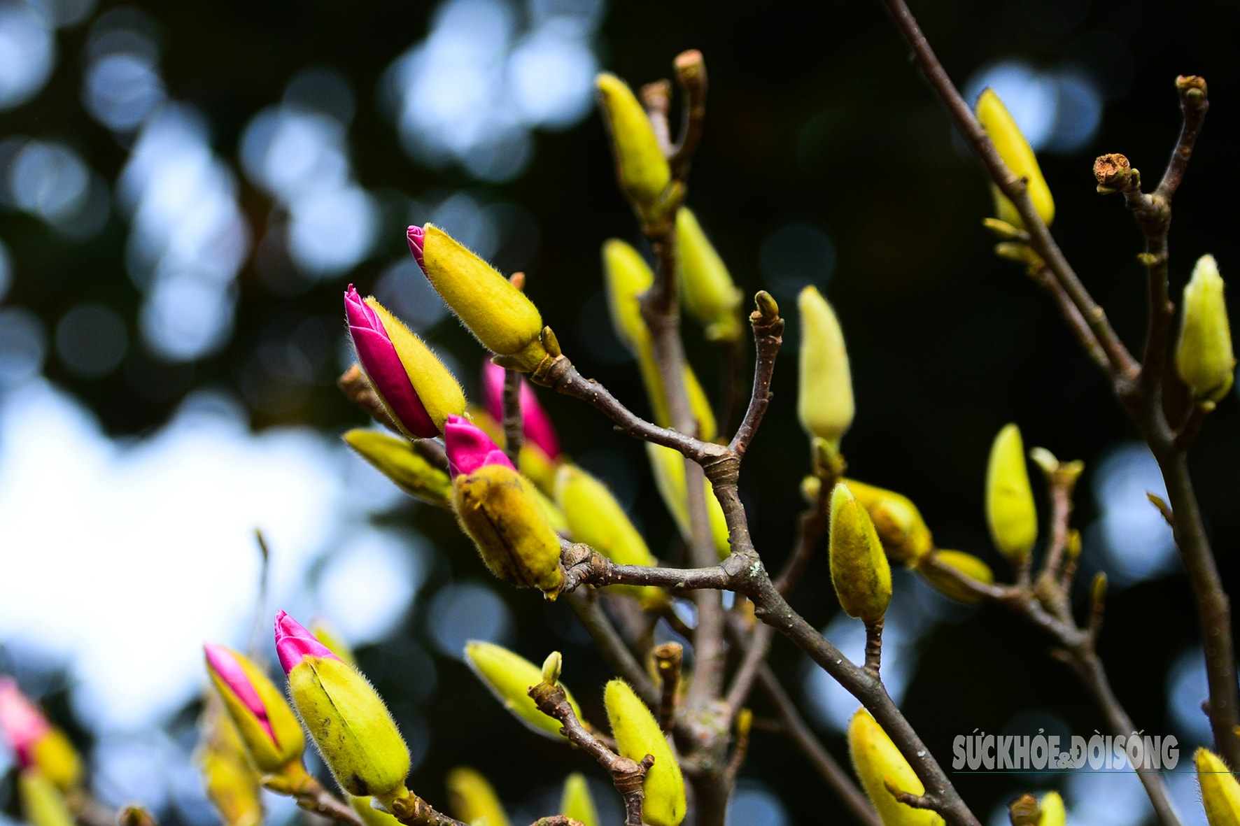 Còn hơn 2 tháng nữa mới Tết,  hoa mộc lan nhập khẩu 'đổ bộ' chợ hoa Quảng An, người Hà Nội  thích thú săn đón- Ảnh 4.