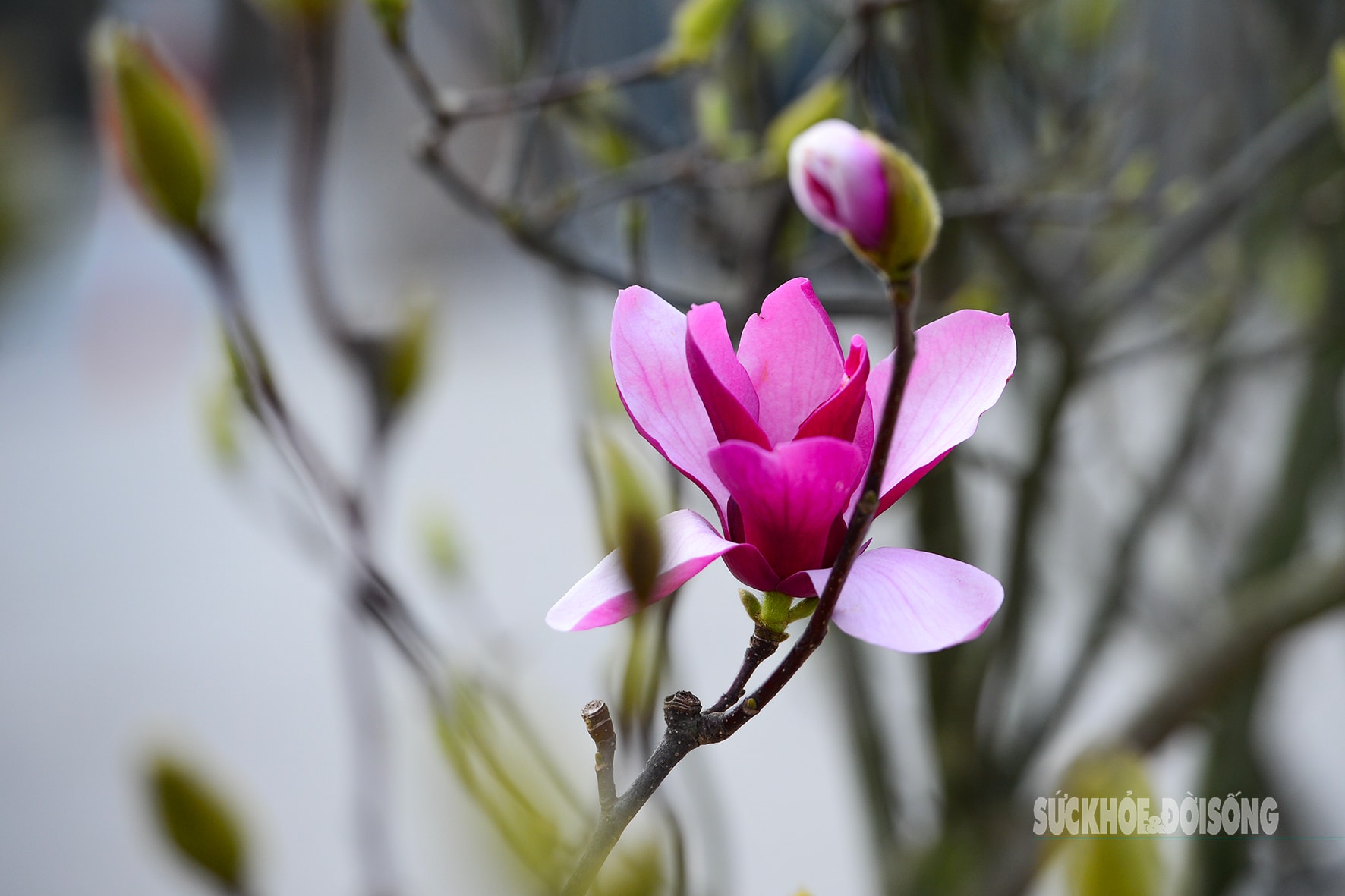 Còn hơn 2 tháng nữa mới Tết,  hoa mộc lan nhập khẩu 'đổ bộ' chợ hoa Quảng An, người Hà Nội  thích thú săn đón- Ảnh 2.