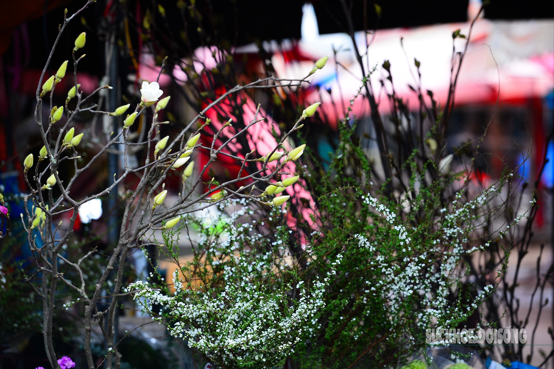 Còn hơn 2 tháng nữa mới Tết,  hoa mộc lan nhập khẩu 'đổ bộ' chợ hoa Quảng An, người Hà Nội  thích thú săn đón- Ảnh 9.