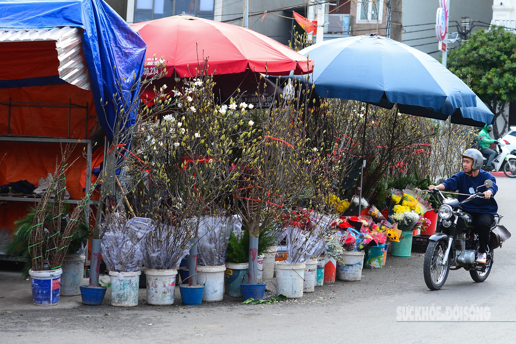 Còn hơn 2 tháng nữa mới Tết,  hoa mộc lan nhập khẩu 'đổ bộ' chợ hoa Quảng An, người Hà Nội  thích thú săn đón- Ảnh 8.