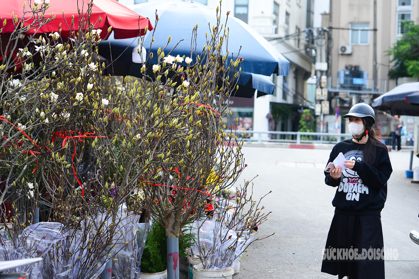 Còn hơn 2 tháng nữa mới Tết,  hoa mộc lan nhập khẩu 'đổ bộ' chợ hoa Quảng An, người Hà Nội  thích thú săn đón- Ảnh 6.