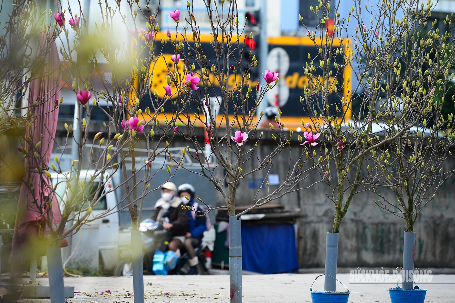 Còn hơn 2 tháng nữa mới Tết,  hoa mộc lan nhập khẩu 'đổ bộ' chợ hoa Quảng An, người Hà Nội  thích thú săn đón- Ảnh 11.