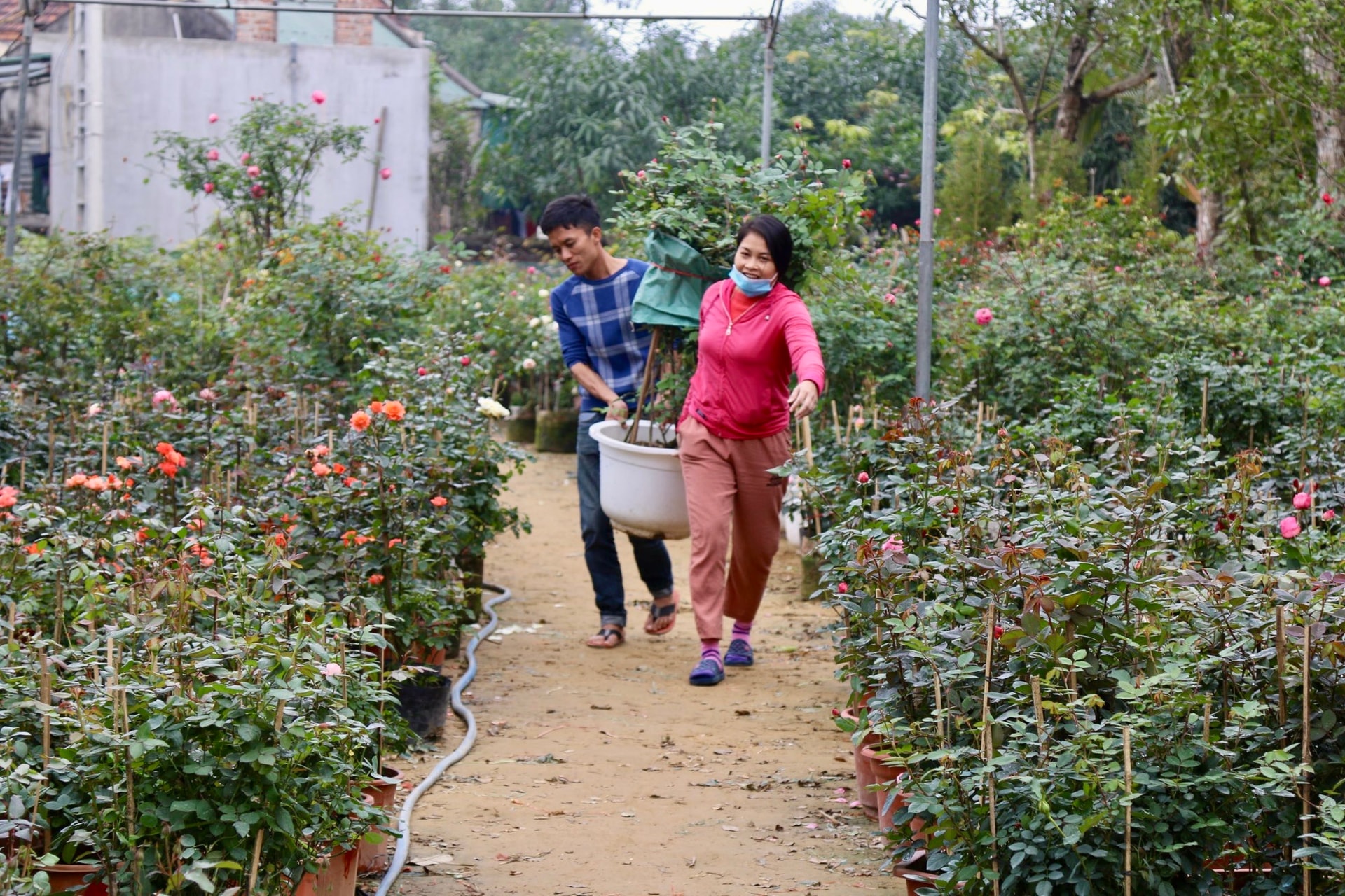 Làng hoa lớn nhất Nghệ An chong đèn xuyên đêm bước vào vụ hoa Tết- Ảnh 1. Làng hoa lớn nhất Nghệ An chong đèn xuyên đêm bước vào vụ hoa Tết- Ảnh 1.