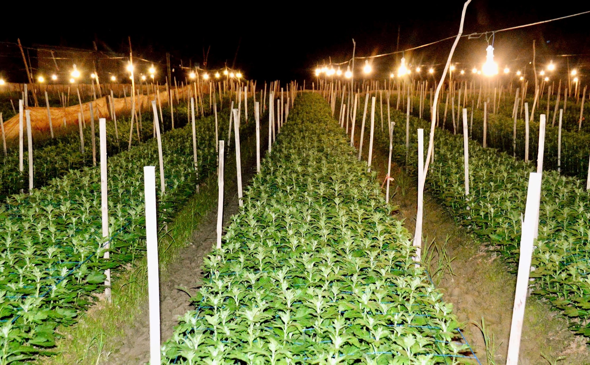 Làng hoa lớn nhất Nghệ An chong đèn xuyên đêm bước vào vụ hoa Tết- Ảnh 5. Làng hoa lớn nhất Nghệ An chong đèn xuyên đêm bước vào vụ hoa Tết- Ảnh 5.