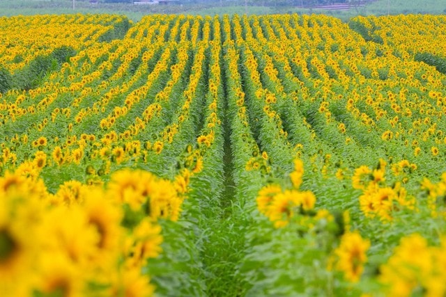 Cánh đồng hướng dương tại Nghệ An mở cửa đón khách tham quan từ 16/12/2025- Ảnh 1.