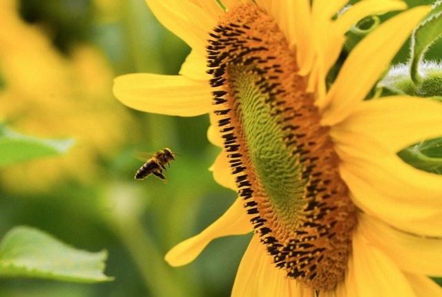 Cánh đồng hướng dương tại Nghệ An mở cửa đón khách tham quan từ 16/12/2025- Ảnh 2.