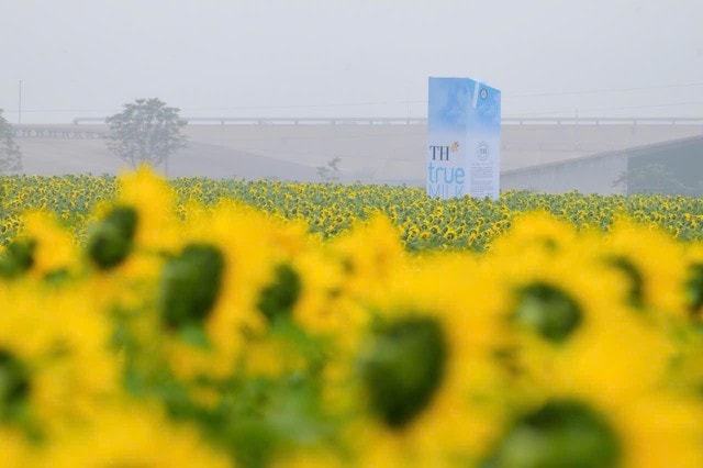 Cánh đồng hướng dương tại Nghệ An mở cửa đón khách tham quan từ 16/12/2025- Ảnh 3.