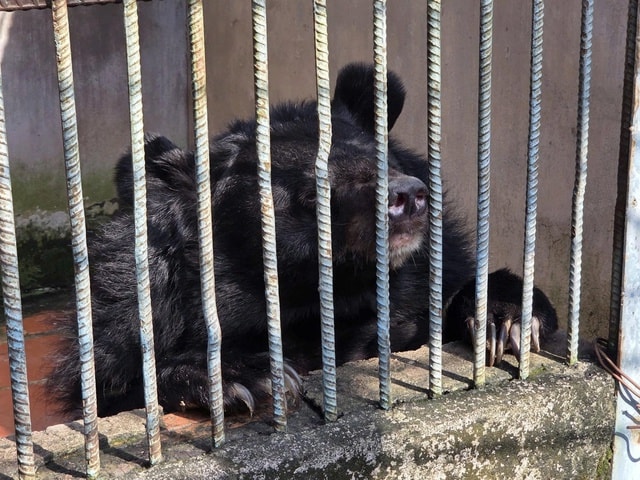 Phát hiện cơ sở nuôi nhốt nhiều động vật hoang dã nguy cấp ở TPHCM- Ảnh 3.