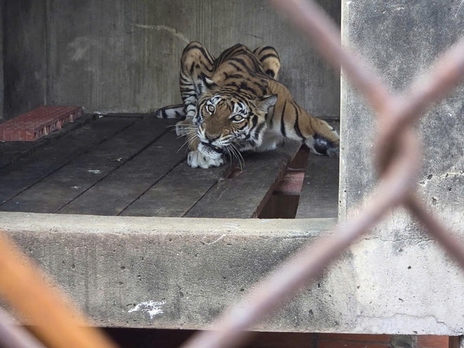 Phát hiện cơ sở nuôi nhốt nhiều động vật hoang dã nguy cấp ở TPHCM- Ảnh 1.