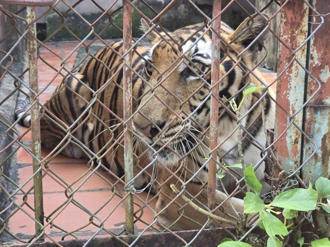 Phát hiện cơ sở nuôi nhốt nhiều động vật hoang dã nguy cấp ở TPHCM- Ảnh 2.