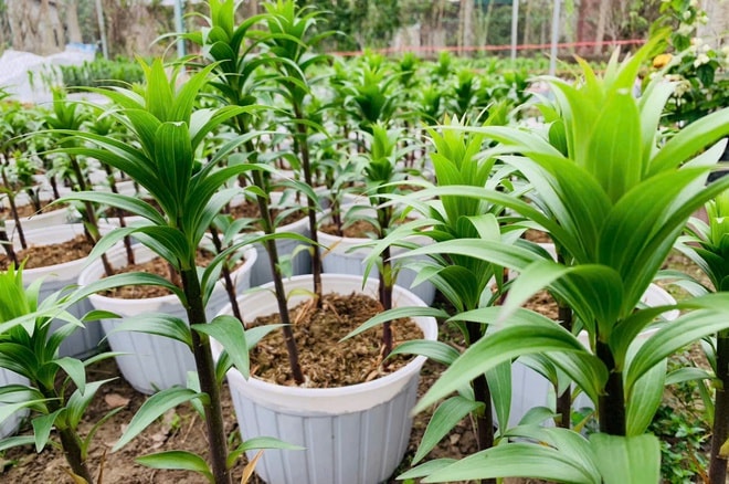 Làng hoa lớn nhất Nghệ An chong đèn xuyên đêm bước vào vụ hoa Tết- Ảnh 10. Làng hoa lớn nhất Nghệ An chong đèn xuyên đêm bước vào vụ hoa Tết- Ảnh 10.