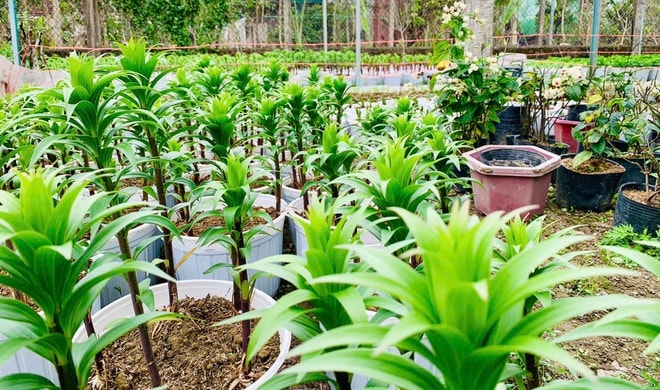 Làng hoa lớn nhất Nghệ An chong đèn xuyên đêm bước vào vụ hoa Tết- Ảnh 9. Làng hoa lớn nhất Nghệ An chong đèn xuyên đêm bước vào vụ hoa Tết- Ảnh 9.