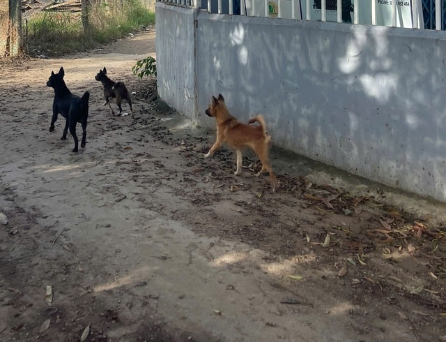 Hàng nghìn người dân Khánh Hòa phải đến bệnh viện vì bị bệnh giun đũa chó mèo- Ảnh 2.