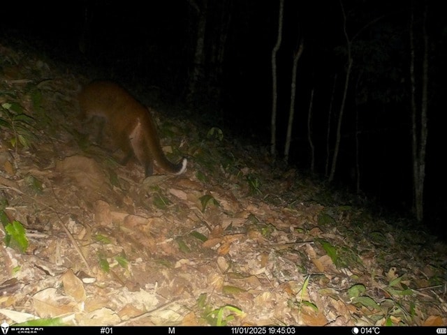 Lần đầu ghi nhận hình ảnh Beo lửa quý hiếm tại Khu Bảo tồn thiên nhiên Pù Hoạt- Ảnh 2. Lần đầu ghi nhận hình ảnh Beo lửa quý hiếm tại Khu Bảo tồn thiên nhiên Pù Hoạt- Ảnh 2.