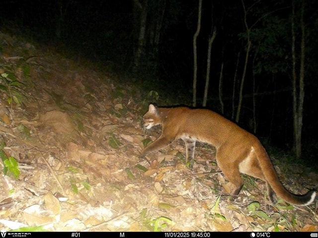 Lần đầu ghi nhận hình ảnh Beo lửa quý hiếm tại Khu Bảo tồn thiên nhiên Pù Hoạt- Ảnh 1. Lần đầu ghi nhận hình ảnh Beo lửa quý hiếm tại Khu Bảo tồn thiên nhiên Pù Hoạt- Ảnh 1.