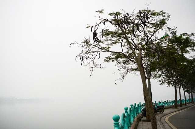 Miền Bắc trời rét kèm sương mù dài ngày- Ảnh 1. Miền Bắc trời rét kèm sương mù dài ngày- Ảnh 1.