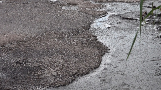 Phạt chủ cơ sở cà phê ở Sơn La do xả thải bẩn ra môi trường - Ảnh 2.