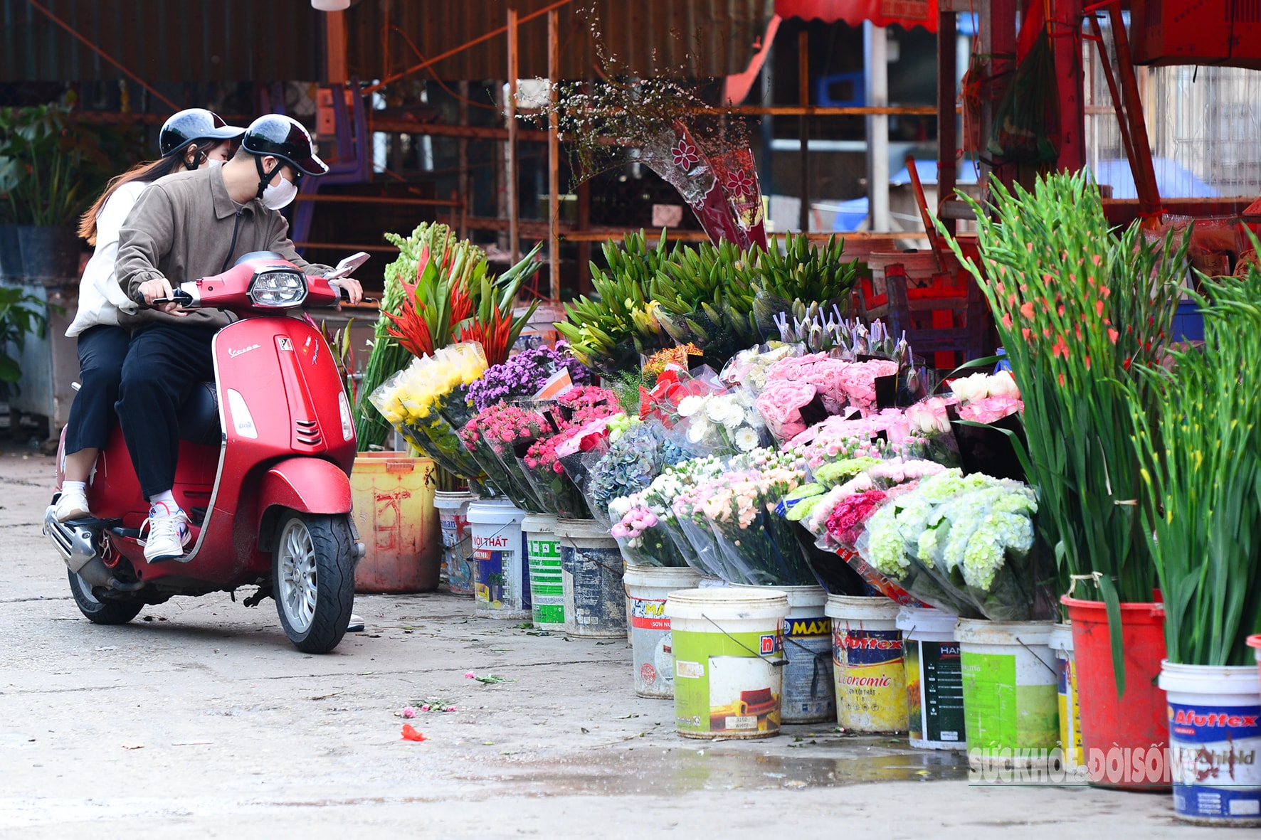 Hoa đào, lê, mận bung nở khoe sắc sớm dù 2 tháng nữa mới đến Tết Nguyên đán- Ảnh 12.