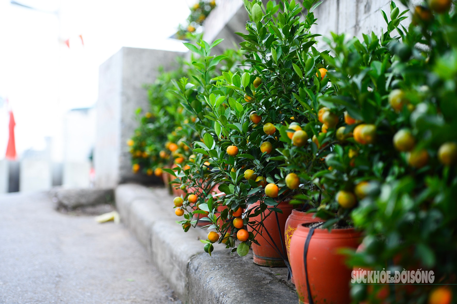 Hoa đào, lê, mận bung nở khoe sắc sớm dù 2 tháng nữa mới đến Tết Nguyên đán- Ảnh 10.