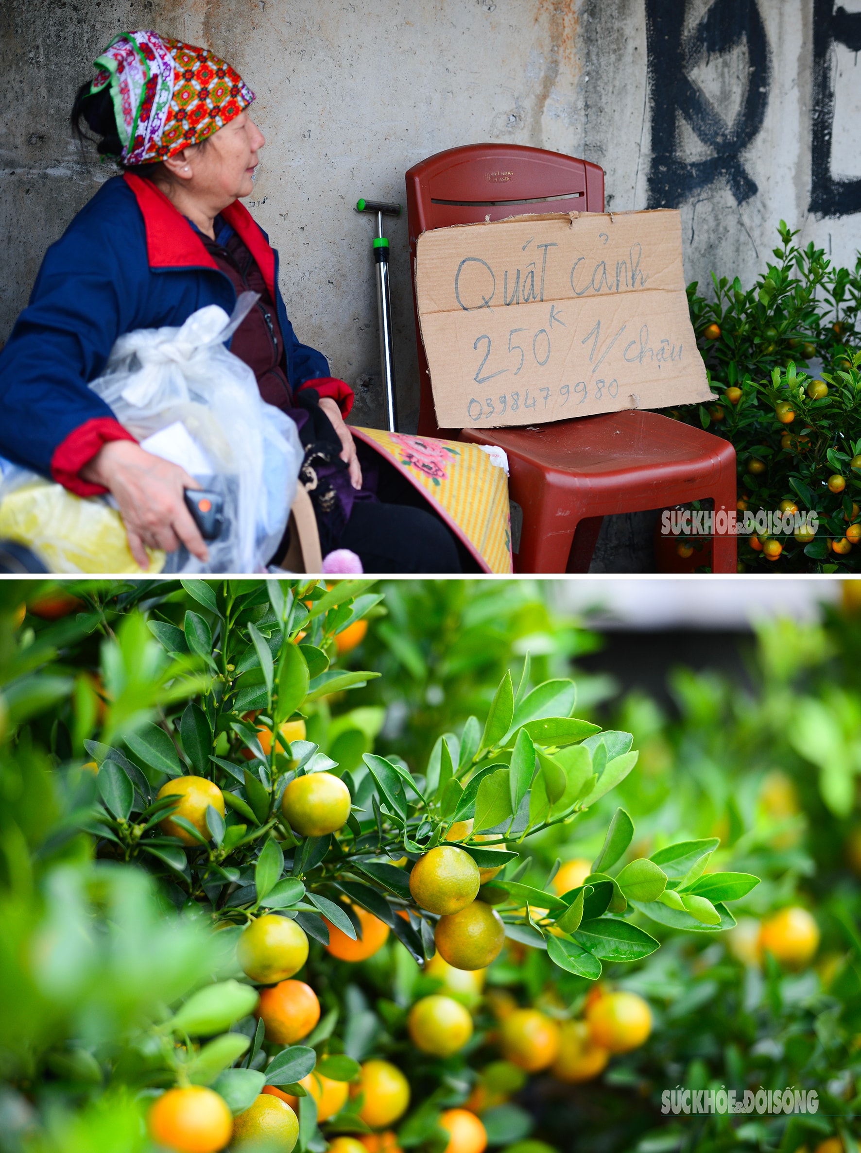 Hoa đào, lê, mận bung nở khoe sắc sớm dù 2 tháng nữa mới đến Tết Nguyên đán- Ảnh 3.