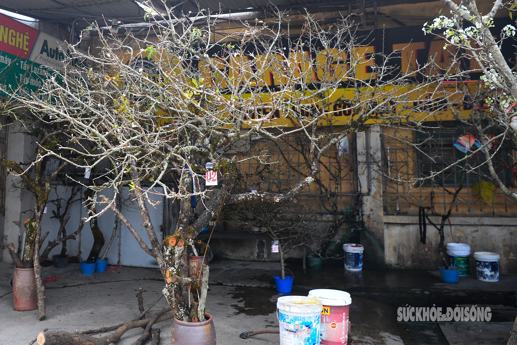 Hoa đào, lê, mận bung nở khoe sắc sớm dù 2 tháng nữa mới đến Tết Nguyên đán- Ảnh 9.