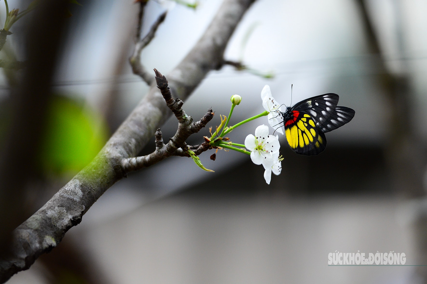 Hoa đào, lê, mận bung nở khoe sắc sớm dù 2 tháng nữa mới đến Tết Nguyên đán- Ảnh 1.