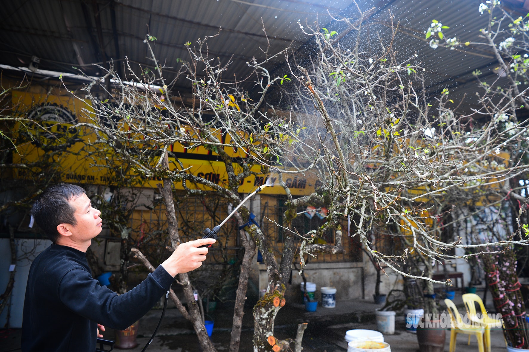 Hoa đào, lê, mận bung nở khoe sắc sớm dù 2 tháng nữa mới đến Tết Nguyên đán- Ảnh 2.