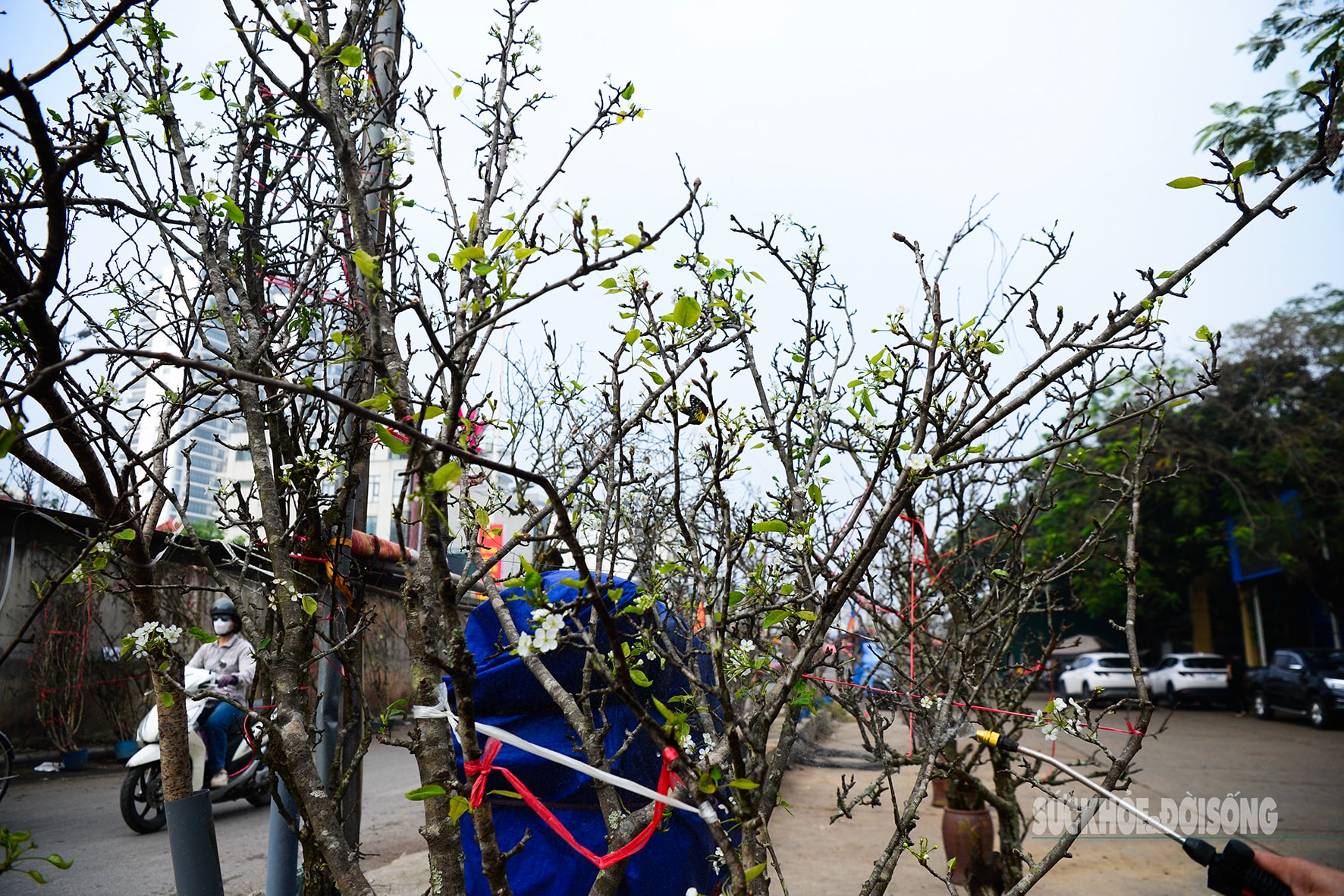 Hoa đào, lê, mận bung nở khoe sắc sớm dù 2 tháng nữa mới đến Tết Nguyên đán- Ảnh 6.