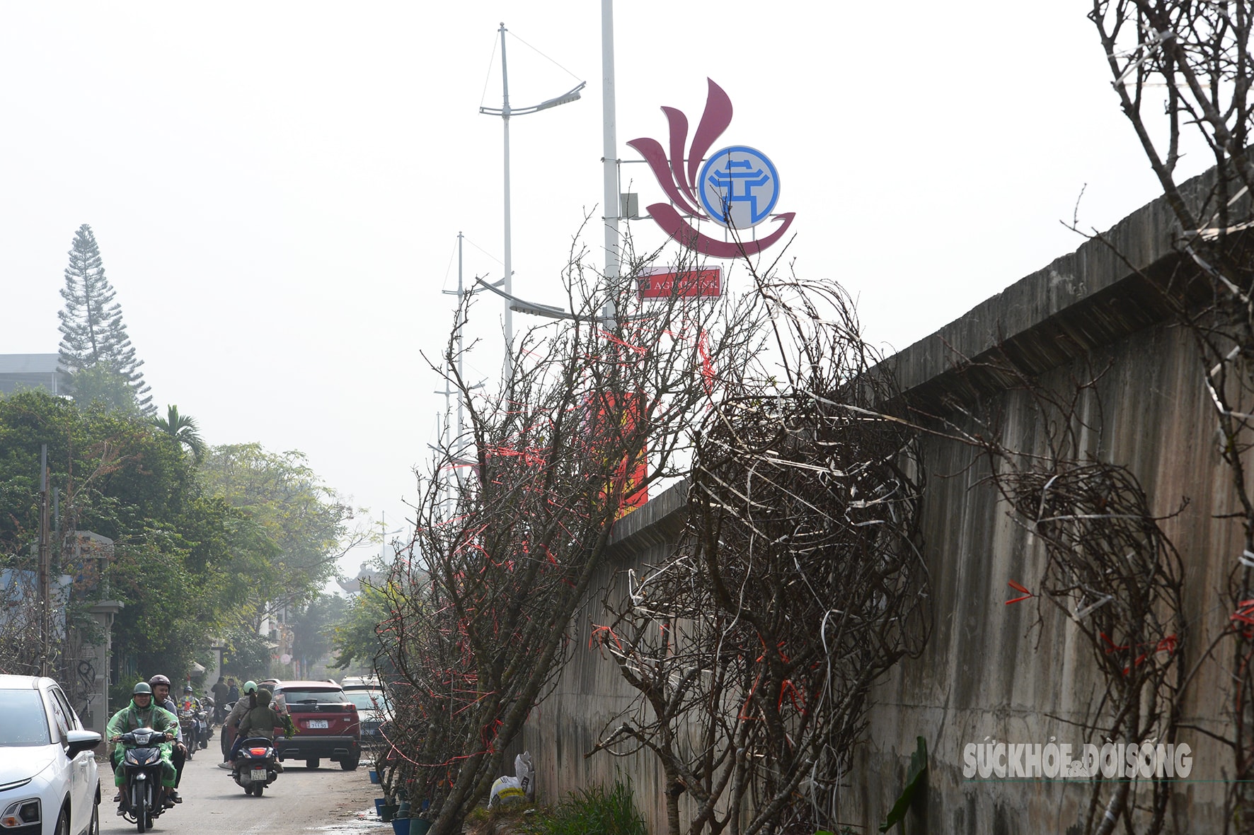 Hoa đào, lê, mận bung nở khoe sắc sớm dù 2 tháng nữa mới đến Tết Nguyên đán- Ảnh 5.