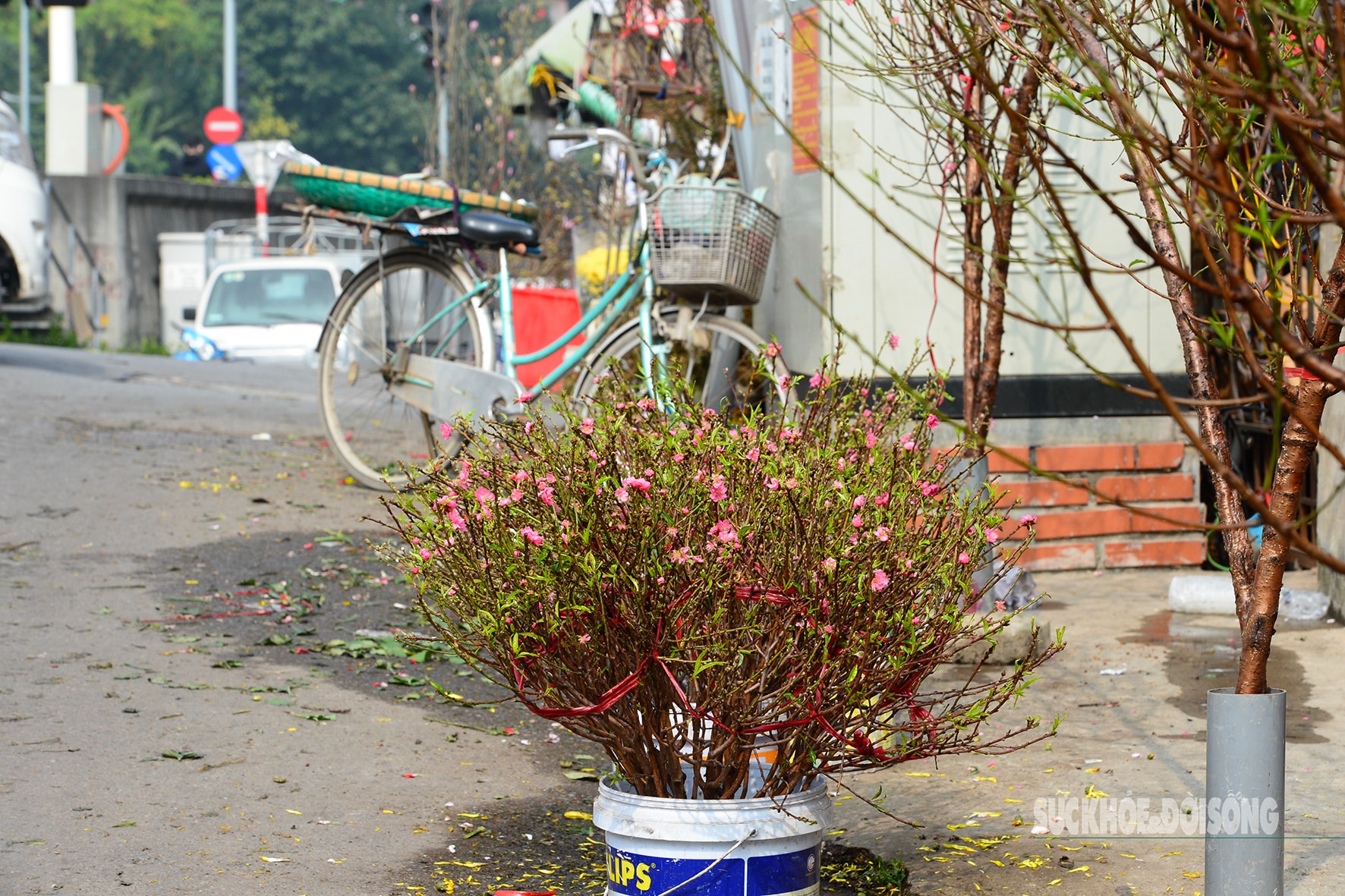 Hoa đào, lê, mận bung nở khoe sắc sớm dù 2 tháng nữa mới đến Tết Nguyên đán- Ảnh 8.