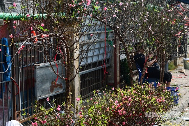 Hoa đào, lê, mận bung nở khoe sắc sớm dù 2 tháng nữa mới đến Tết Nguyên đán- Ảnh 7.