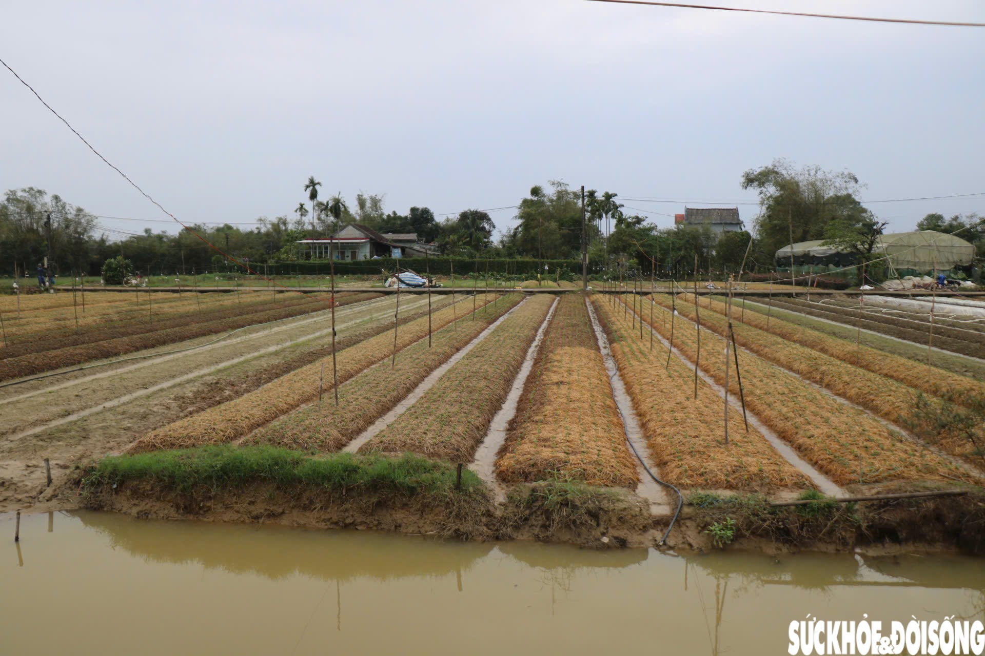 Nông dân xứ Huế 'chạy đua' với thời gian cho vụ hoa quan trọng nhất năm- Ảnh 1.