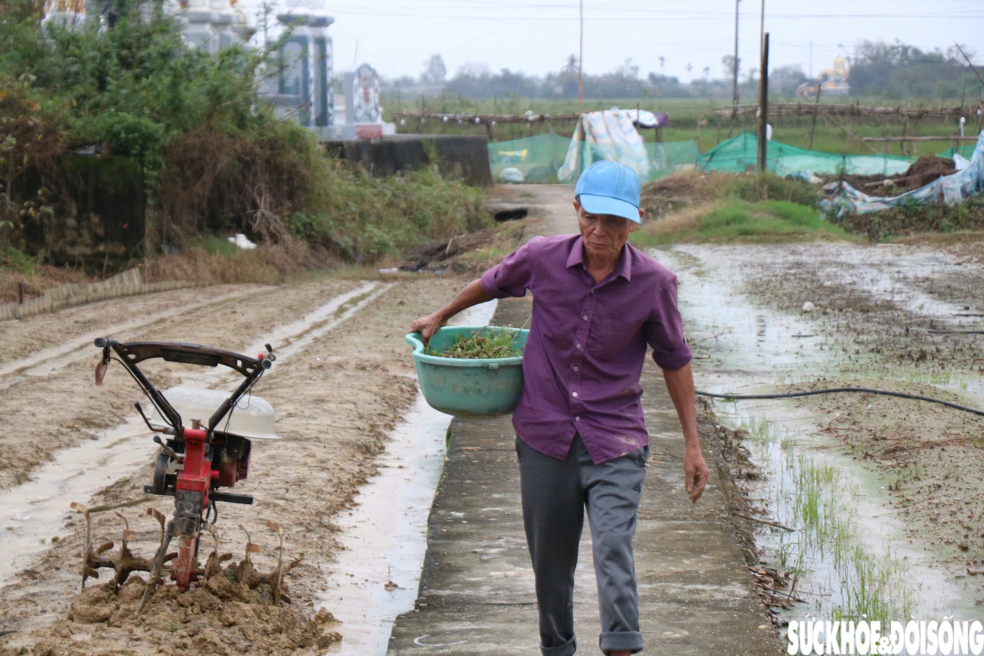 Nông dân xứ Huế 'chạy đua' với thời gian cho vụ hoa quan trọng nhất năm- Ảnh 2.