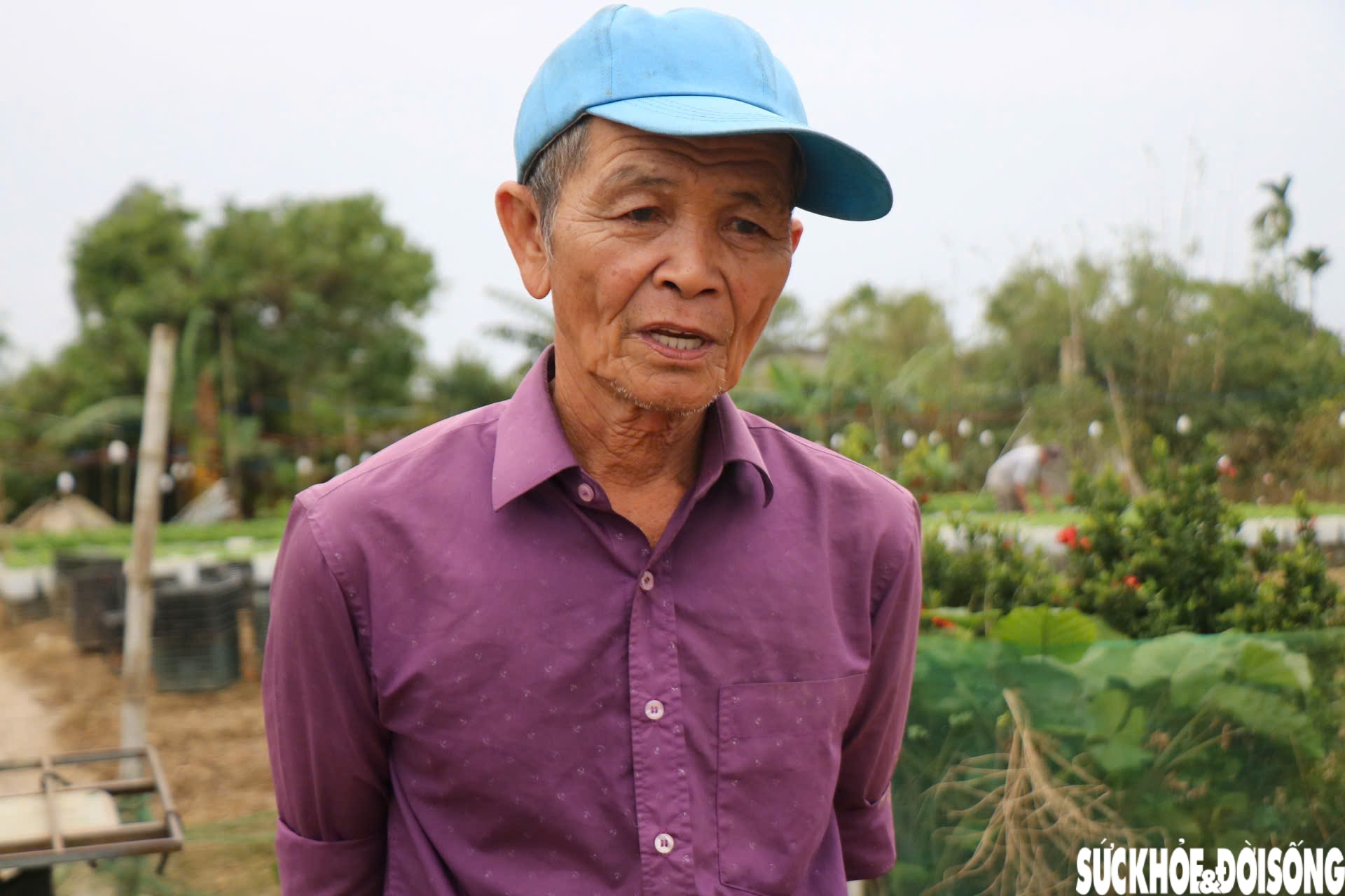 Nông dân xứ Huế 'chạy đua' với thời gian cho vụ hoa quan trọng nhất năm- Ảnh 3.