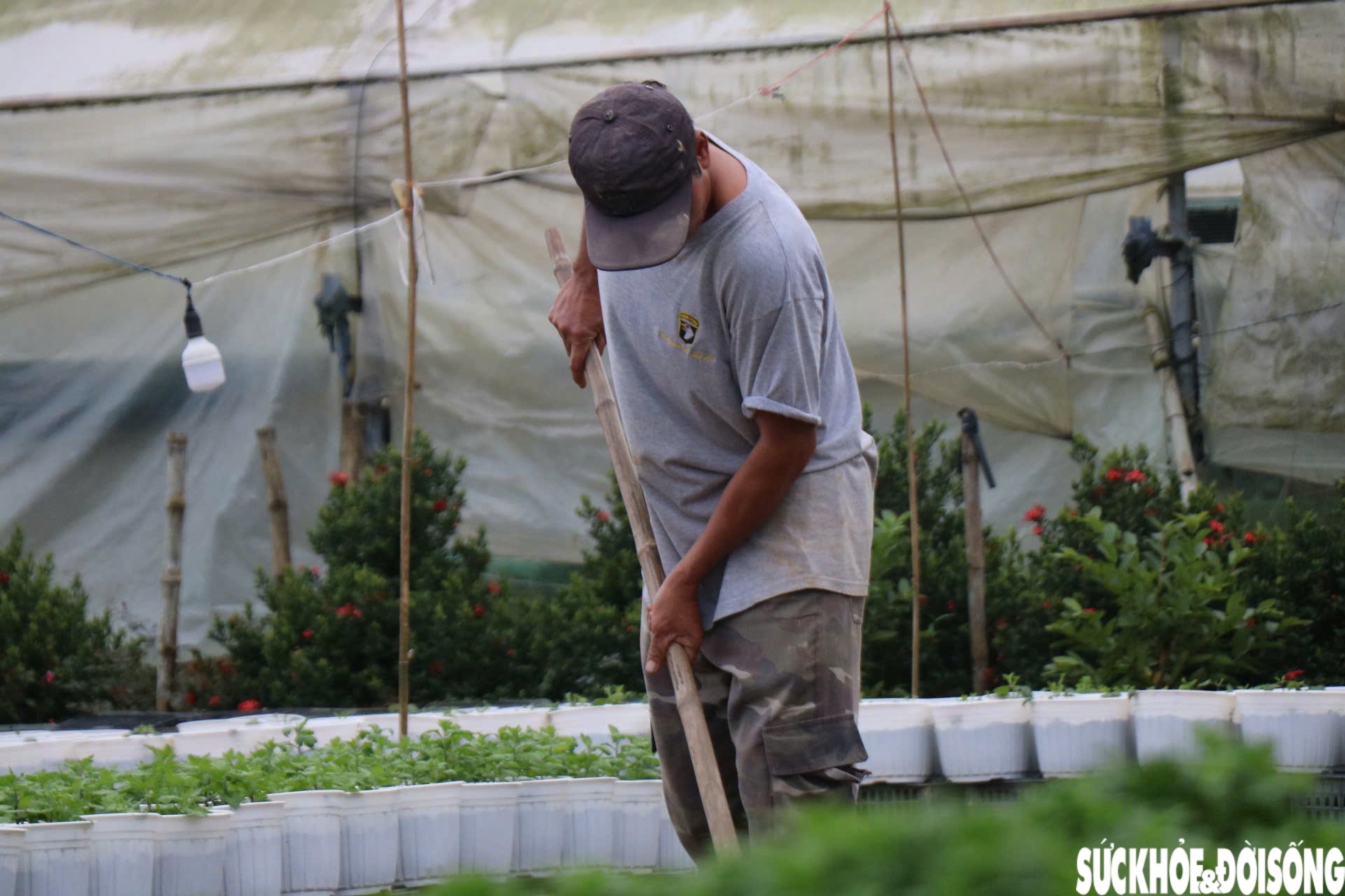 Nông dân xứ Huế 'chạy đua' với thời gian cho vụ hoa quan trọng nhất năm- Ảnh 4.