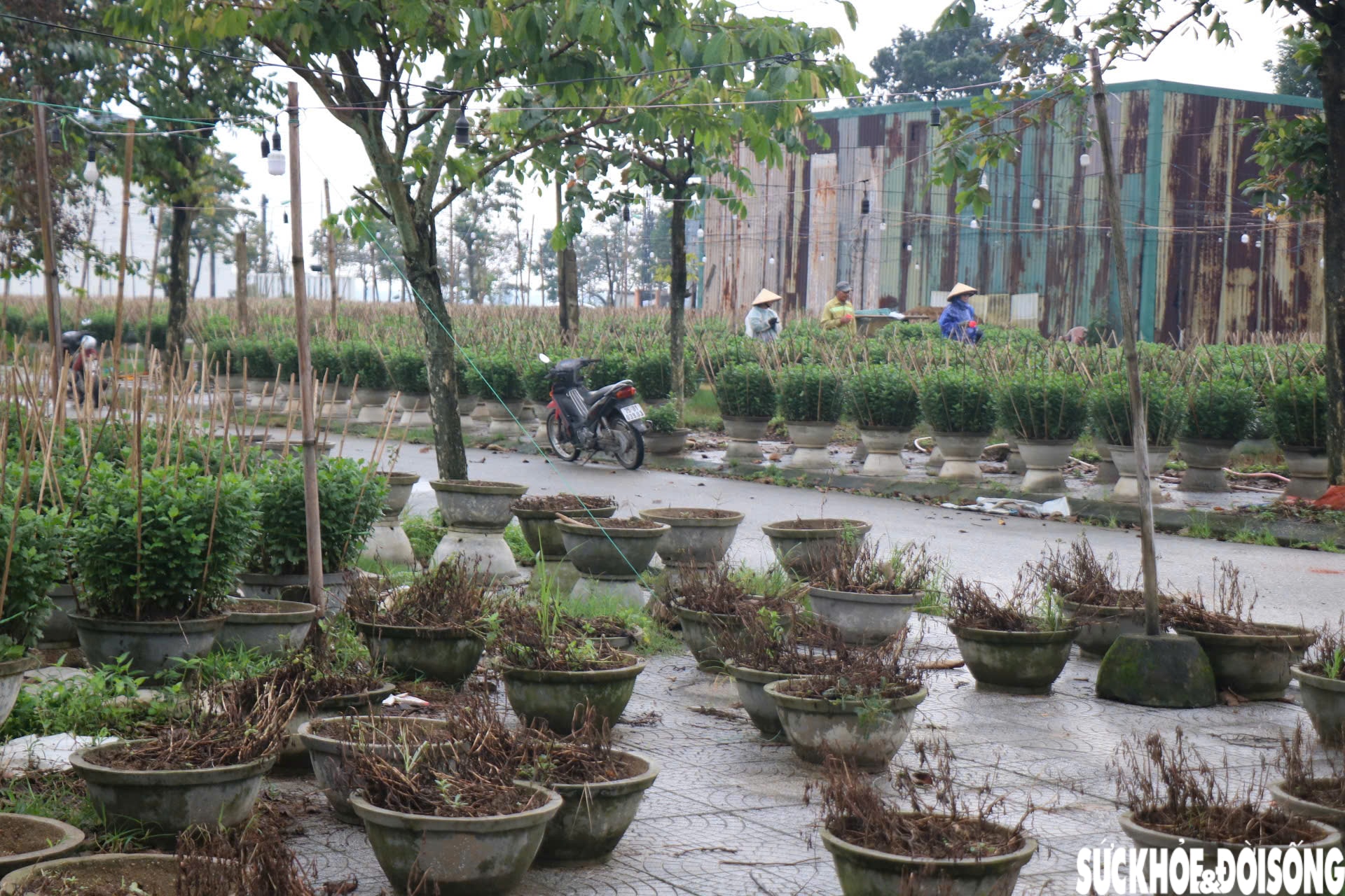 Nông dân xứ Huế 'chạy đua' với thời gian cho vụ hoa quan trọng nhất năm- Ảnh 9.