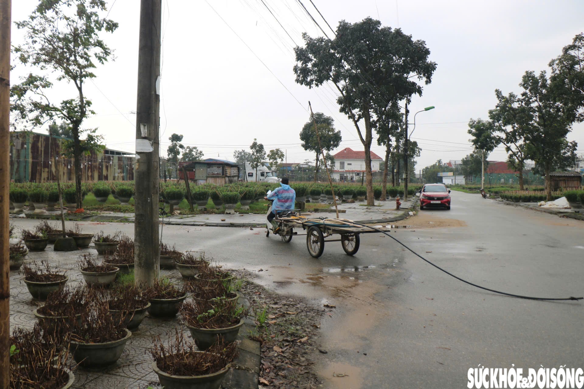 Nông dân xứ Huế 'chạy đua' với thời gian cho vụ hoa quan trọng nhất năm- Ảnh 10.