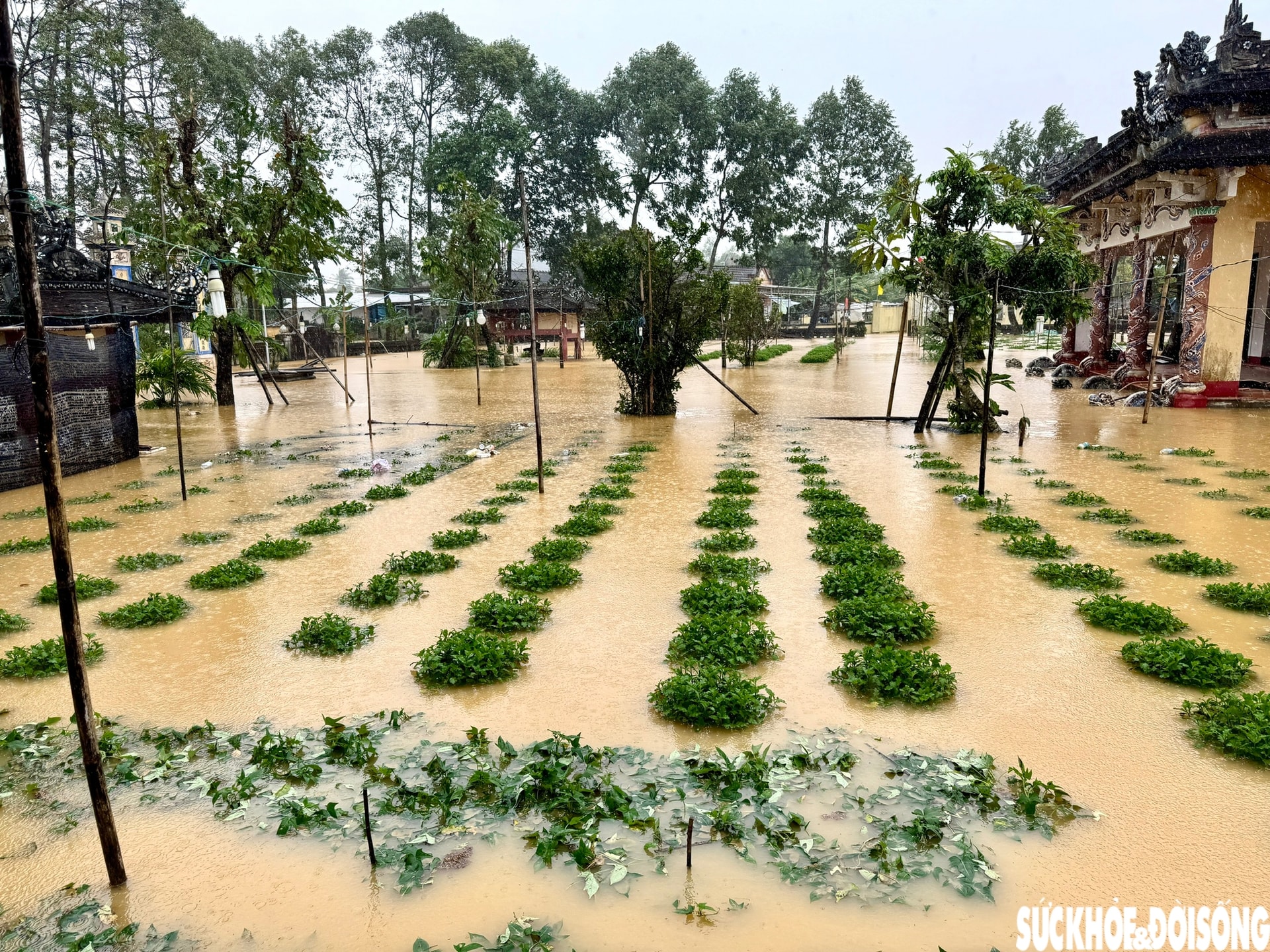 Nông dân xứ Huế 'chạy đua' với thời gian cho vụ hoa quan trọng nhất năm- Ảnh 12.