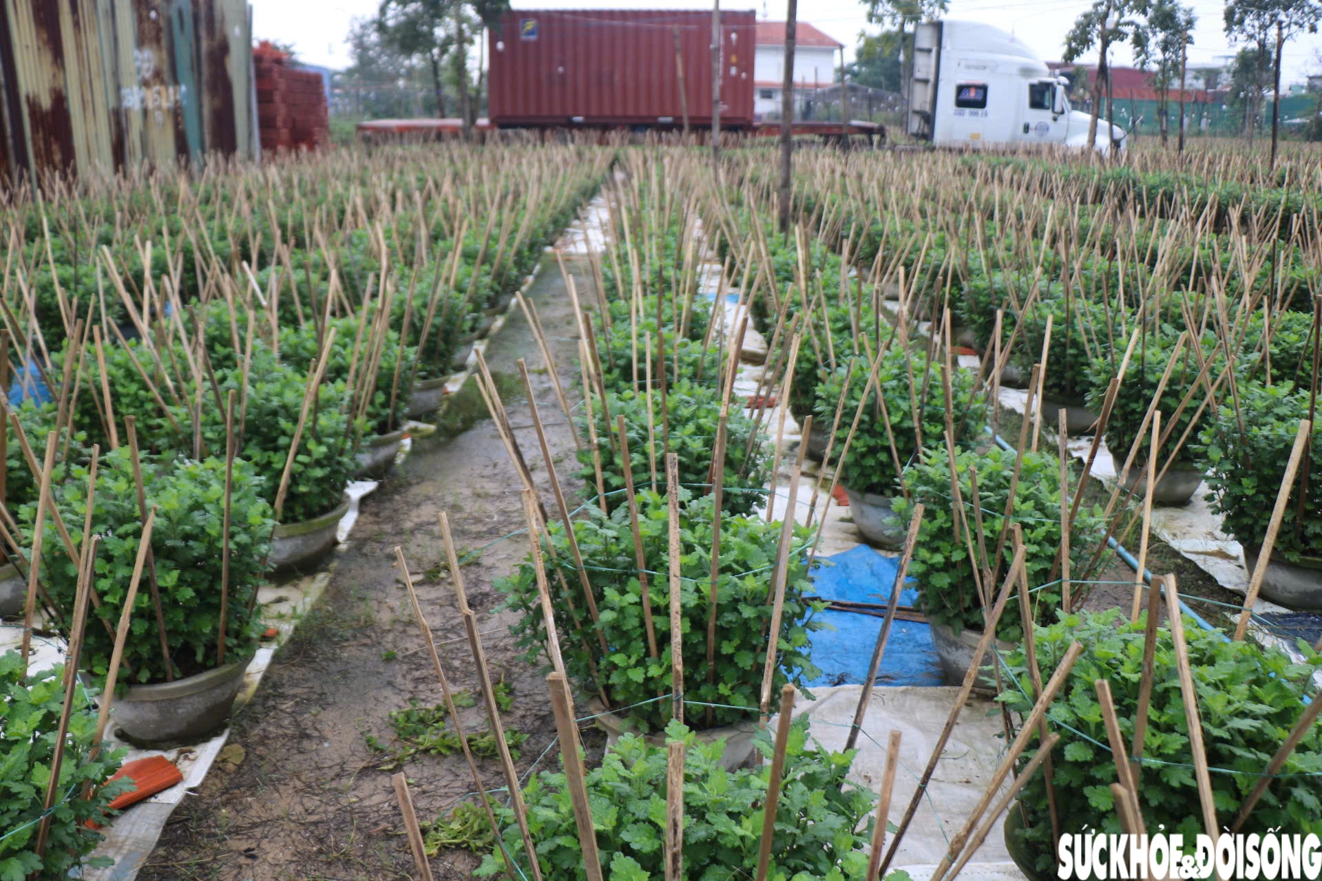 Nông dân xứ Huế 'chạy đua' với thời gian cho vụ hoa quan trọng nhất năm- Ảnh 13.