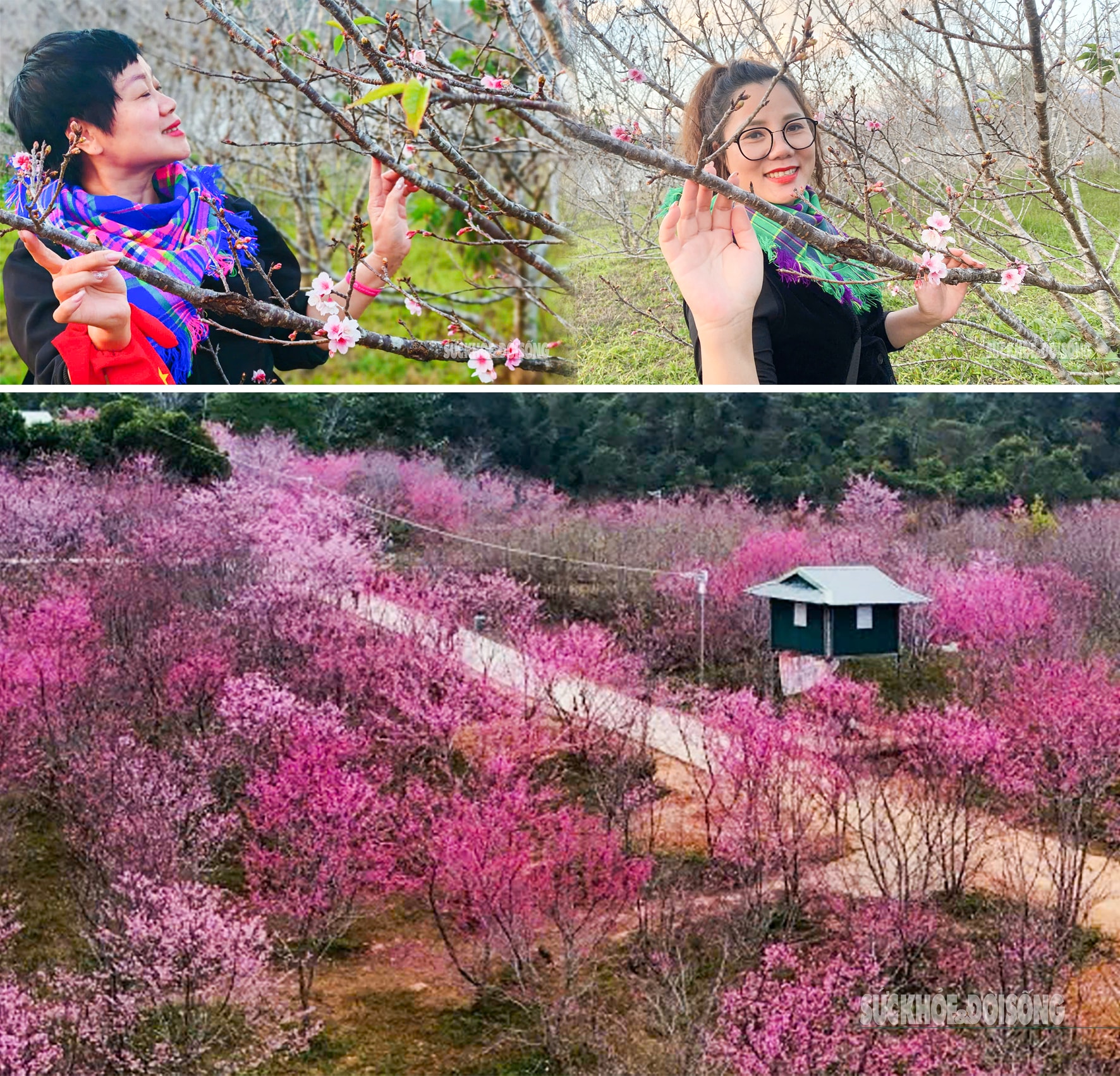 Hoa anh đào nở sớm và người 'đánh thức mùa xuân' nơi cực Tây Tổ quốc- Ảnh 5. Hoa anh đào nở sớm và người 'đánh thức mùa xuân' nơi cực Tây Tổ quốc- Ảnh 5.