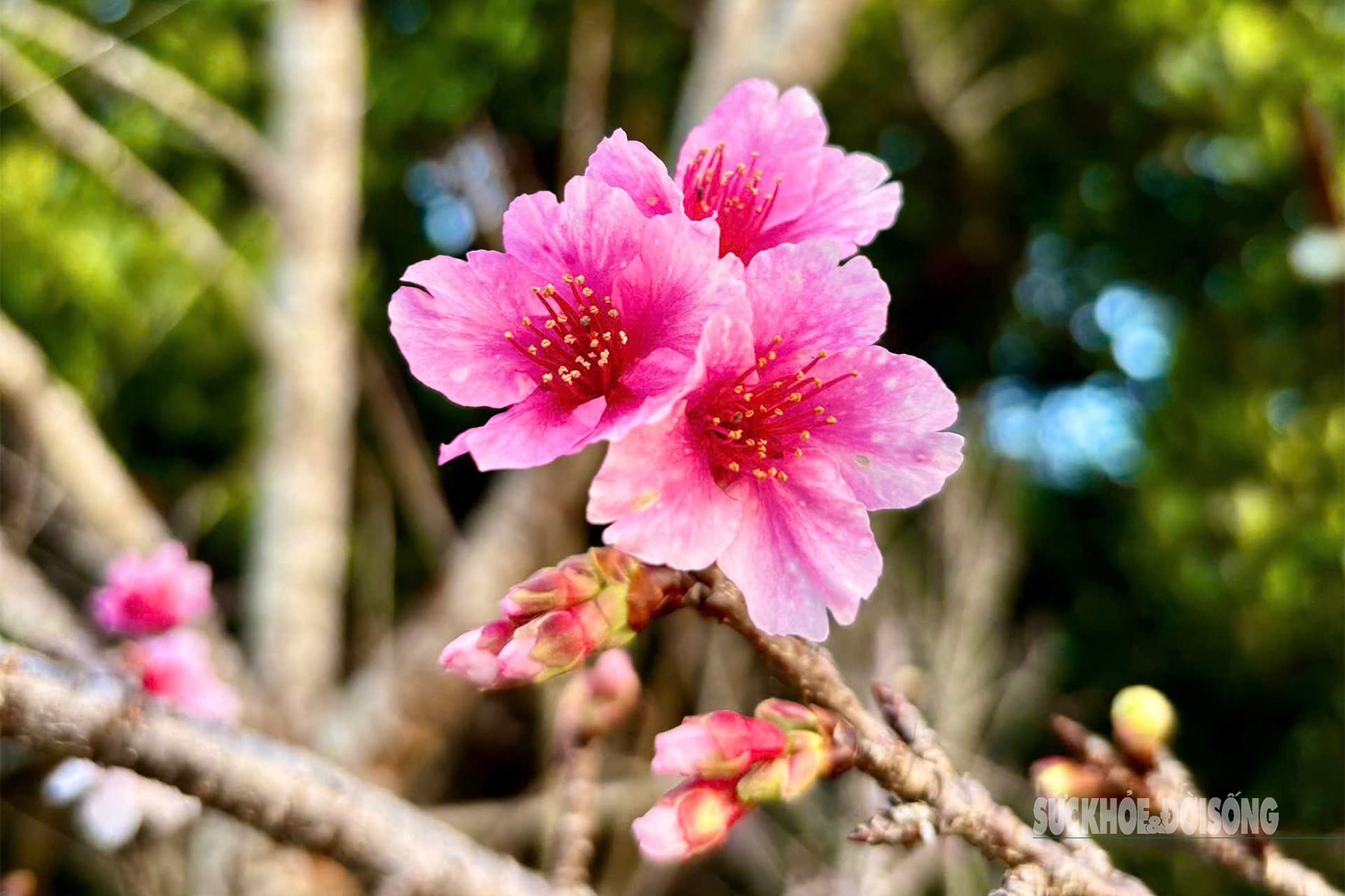 Hoa anh đào nở sớm và người 'đánh thức mùa xuân' nơi cực Tây Tổ quốc- Ảnh 2. Hoa anh đào nở sớm và người 'đánh thức mùa xuân' nơi cực Tây Tổ quốc- Ảnh 2.