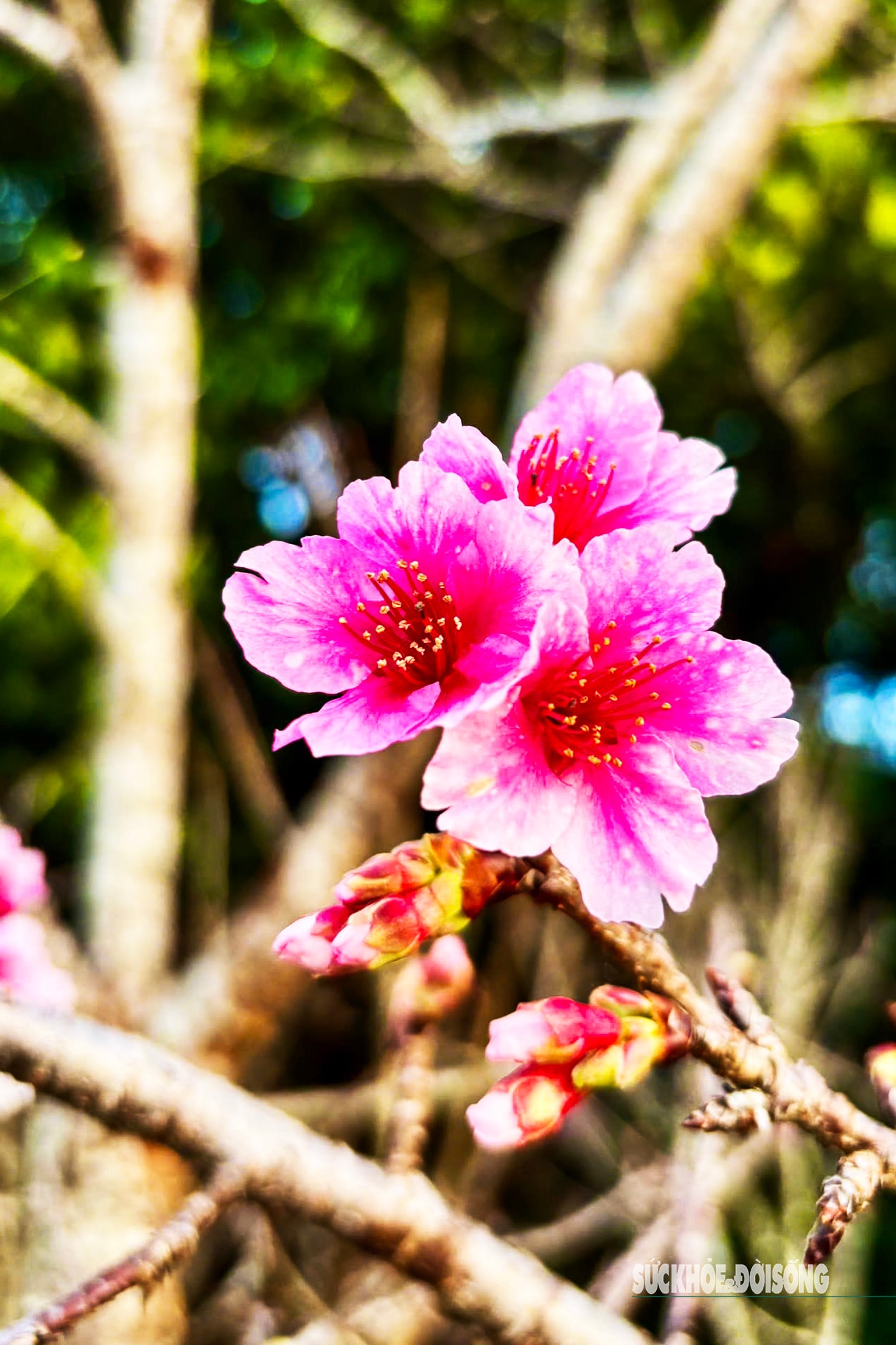 Hoa anh đào nở sớm và người 'đánh thức mùa xuân' nơi cực Tây Tổ quốc- Ảnh 6. Hoa anh đào nở sớm và người 'đánh thức mùa xuân' nơi cực Tây Tổ quốc- Ảnh 6.