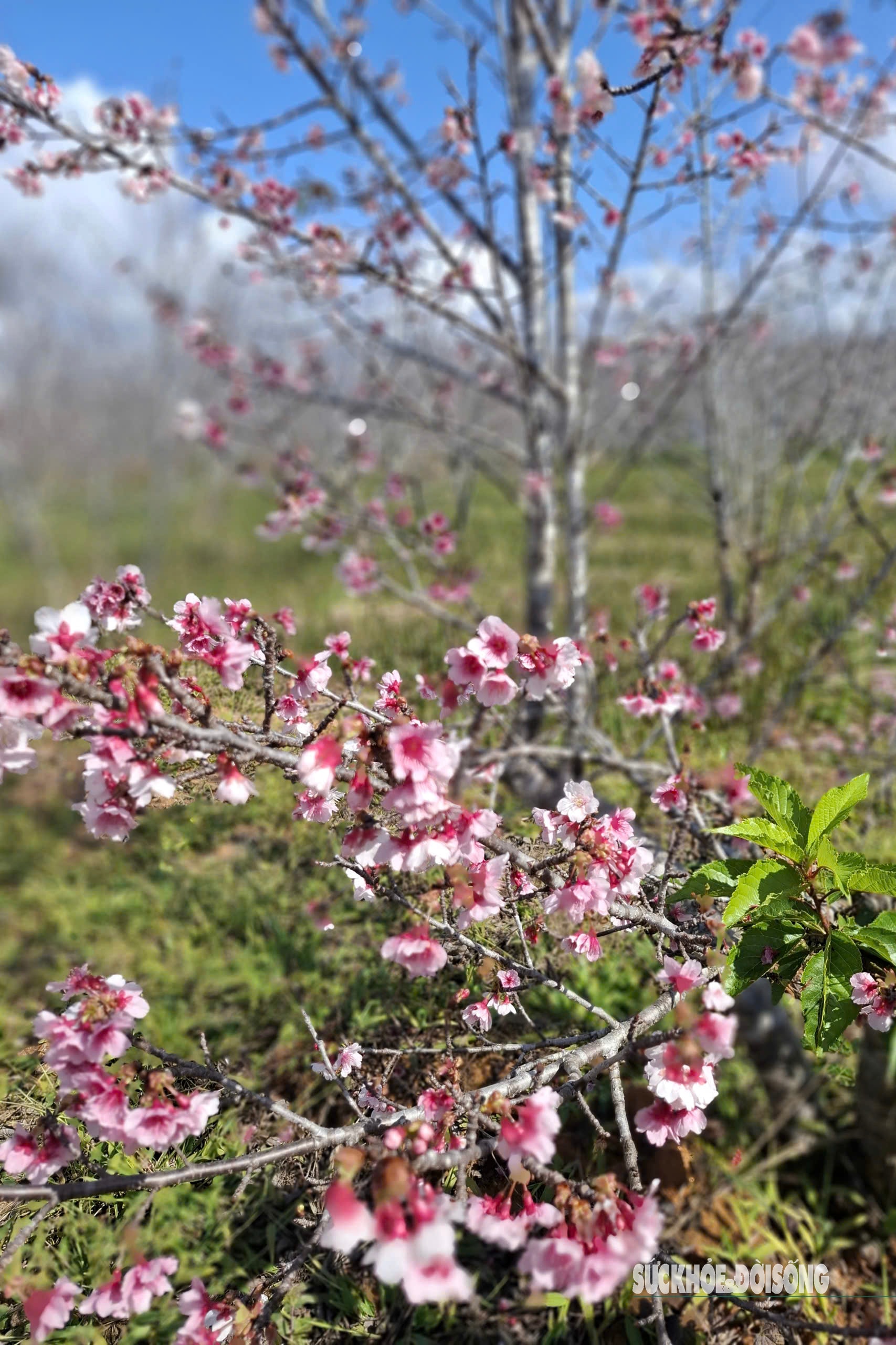 Hoa anh đào nở sớm và người 'đánh thức mùa xuân' nơi cực Tây Tổ quốc- Ảnh 3. Hoa anh đào nở sớm và người 'đánh thức mùa xuân' nơi cực Tây Tổ quốc- Ảnh 3.