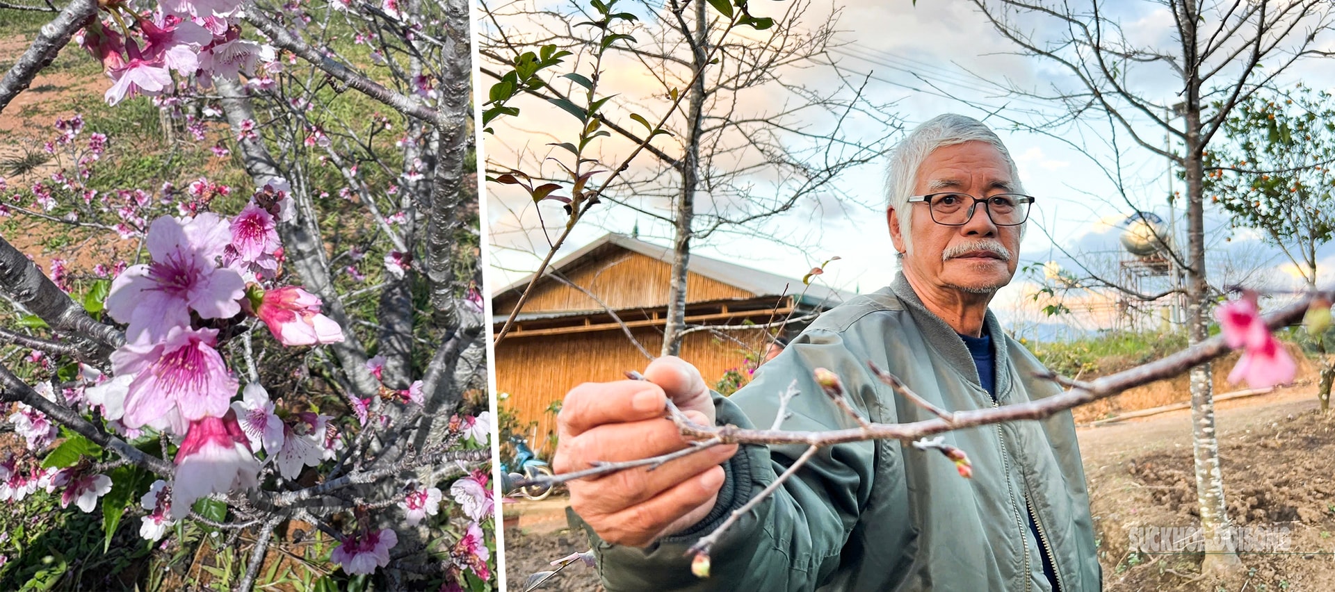 Hoa anh đào nở sớm và người 'đánh thức mùa xuân' nơi cực Tây Tổ quốc- Ảnh 4. Hoa anh đào nở sớm và người 'đánh thức mùa xuân' nơi cực Tây Tổ quốc- Ảnh 4.